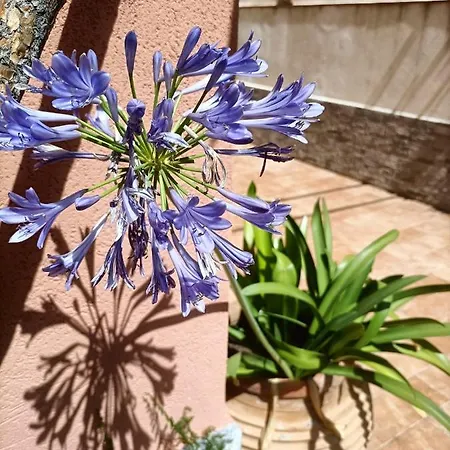 La Casetta Della Letizia *